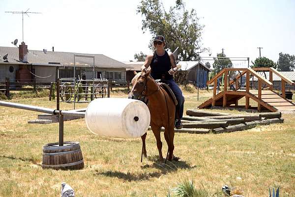 trail-quarter-horse