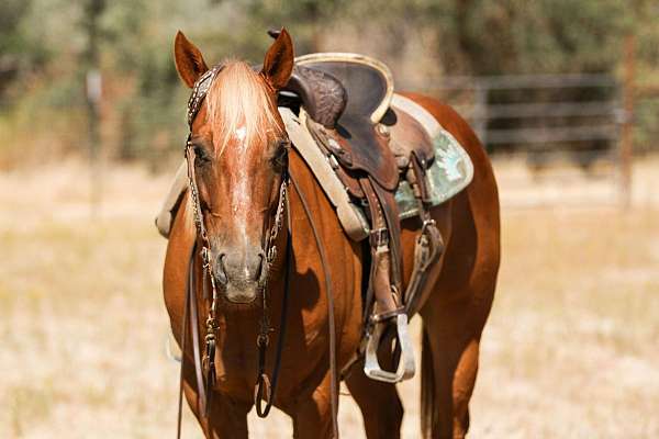 flashy-quarter-horse