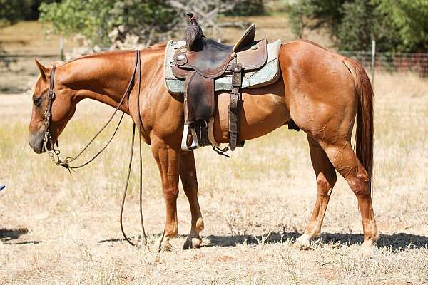 husband-safe-quarter-horse