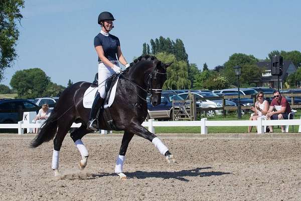 caring-warmblood-horse