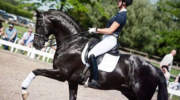 grand-prix-jumper-gelding