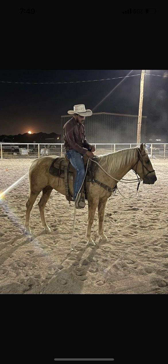 barrel-heel-palomino-horse