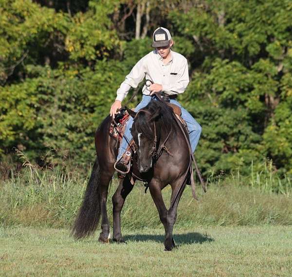 beginner-safe-quarter-horse