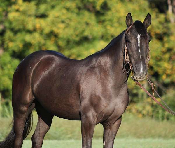 friesian-quarter-horse