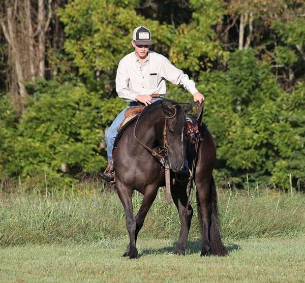 ranch-work-quarter-horse