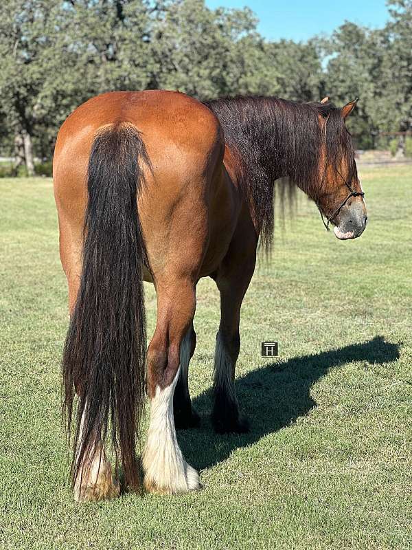 ranch-work-quarter-horse