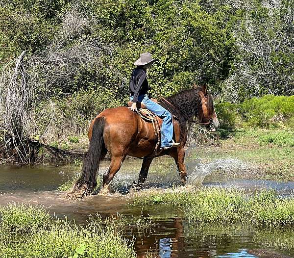 trail-quarter-horse