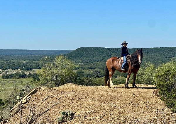 draft-quarter-horse