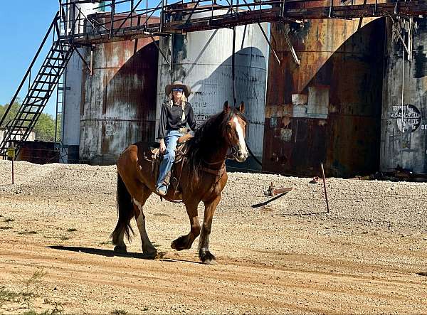 friesian-quarter-horse