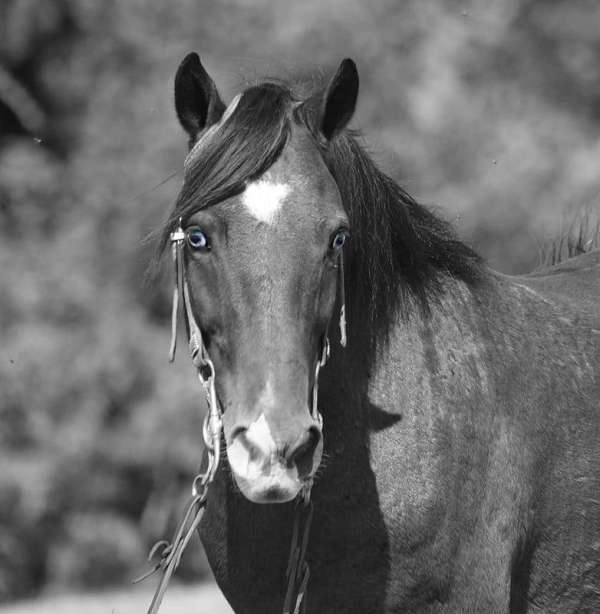 trail-quarter-pony