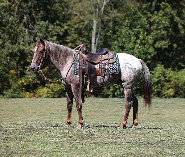 quarter-pony