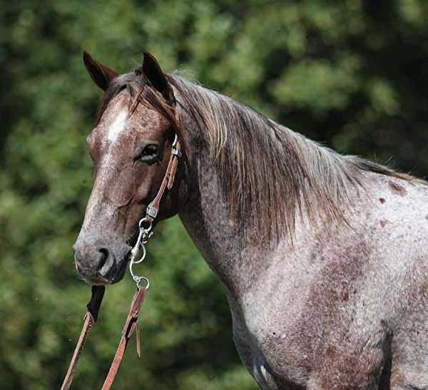 ranch-work-quarter-pony