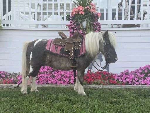 silb-tobiano-pony