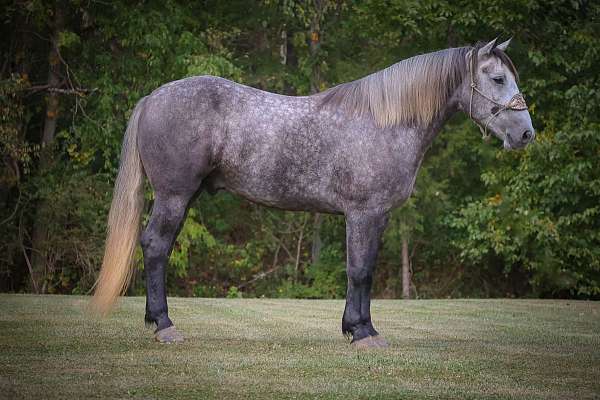 grey-dapples-horse