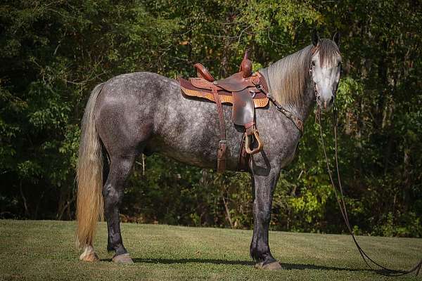 ranch-work-quarter-horse