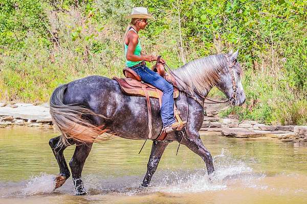 trail-quarter-horse