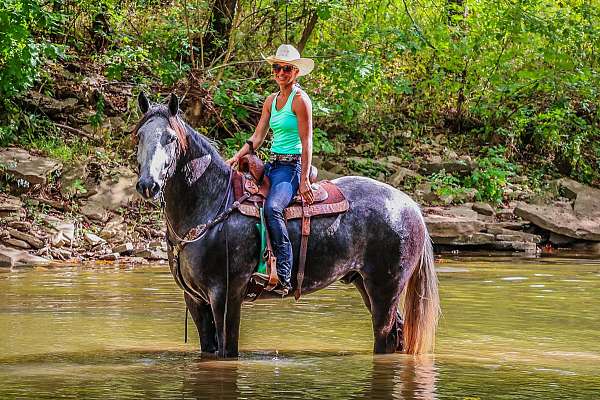 percheron-quarter-horse