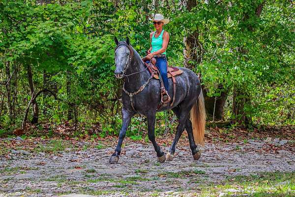 all-around-quarter-horse