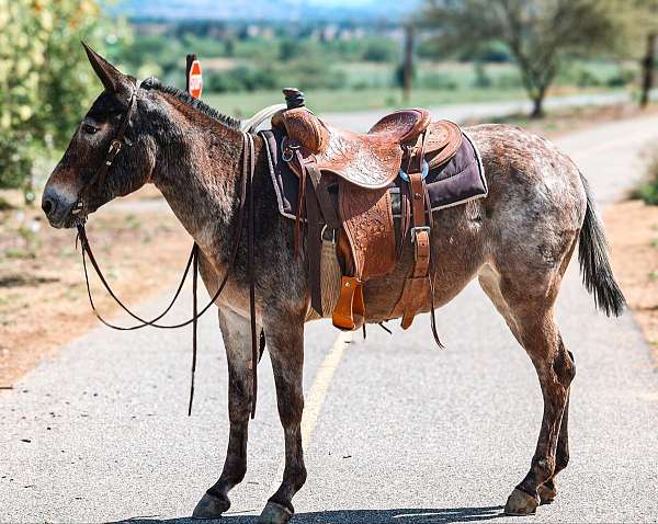 all-around-quarter-horse