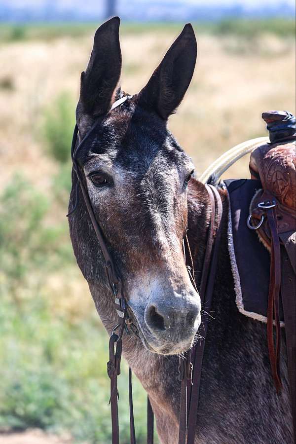 draft-quarter-horse