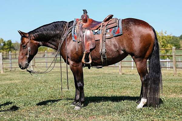 bay-roan-quarter-horse-mare