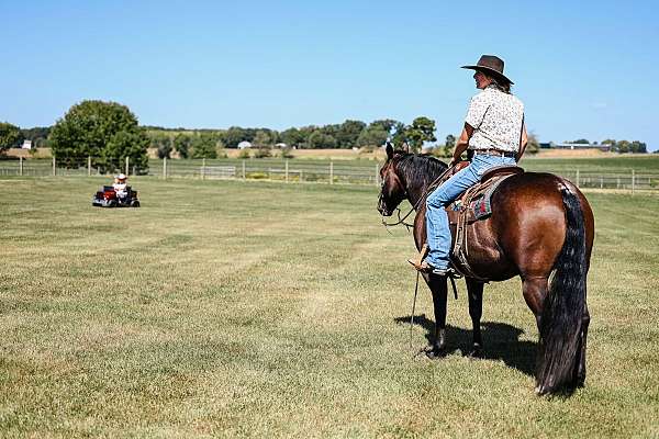 bay-roan-aqha-mare