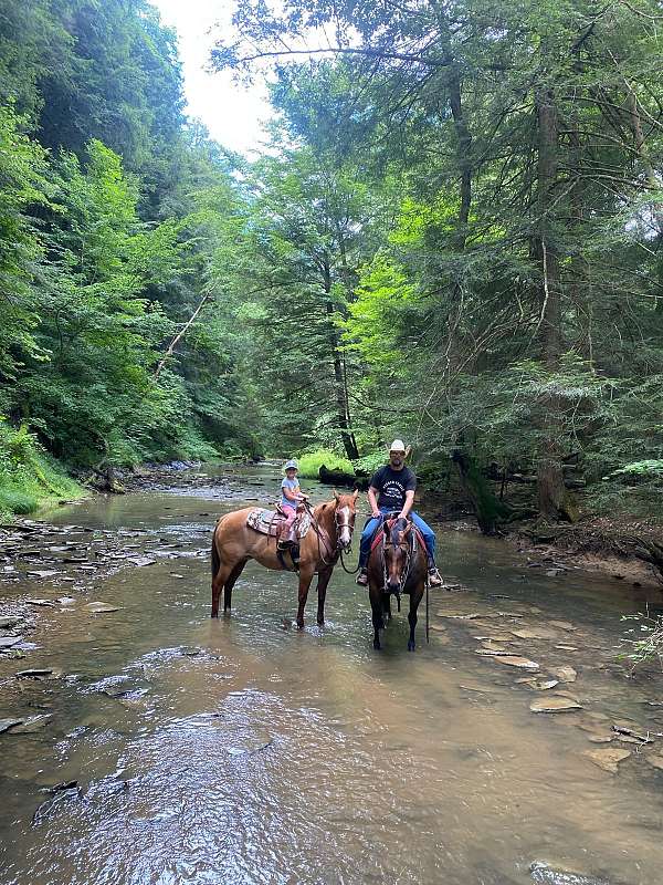 bay-roan-aqha-horse