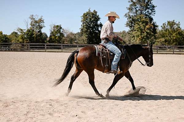 14-hand-quarter-horse-mare