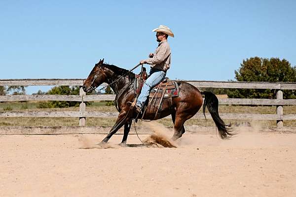 aqha-quarter-horse-mare