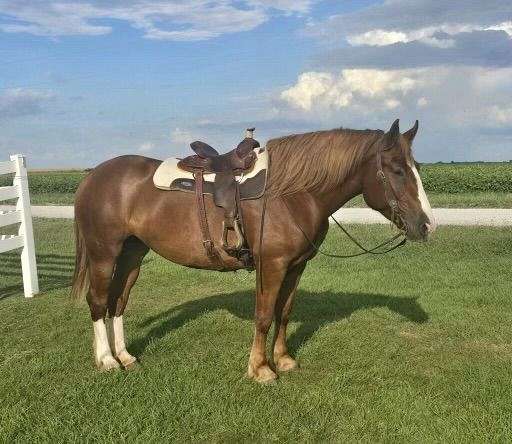 boys-draft-horse