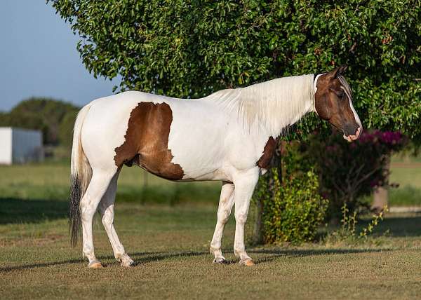 quarter-pony