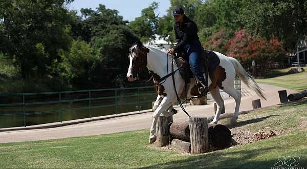 experienced-quarter-pony