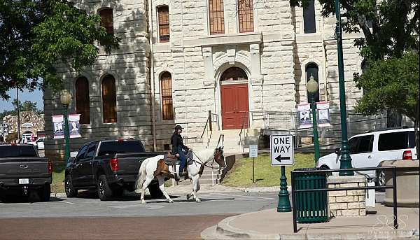 husband-safe-quarter-pony