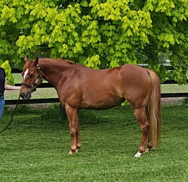 champion-palomino-pony