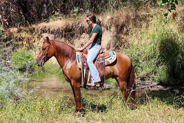 ranch-work-quarter-pony