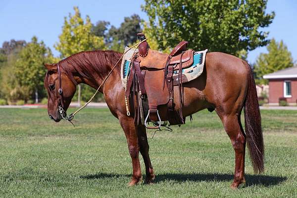 family-pony-quarter