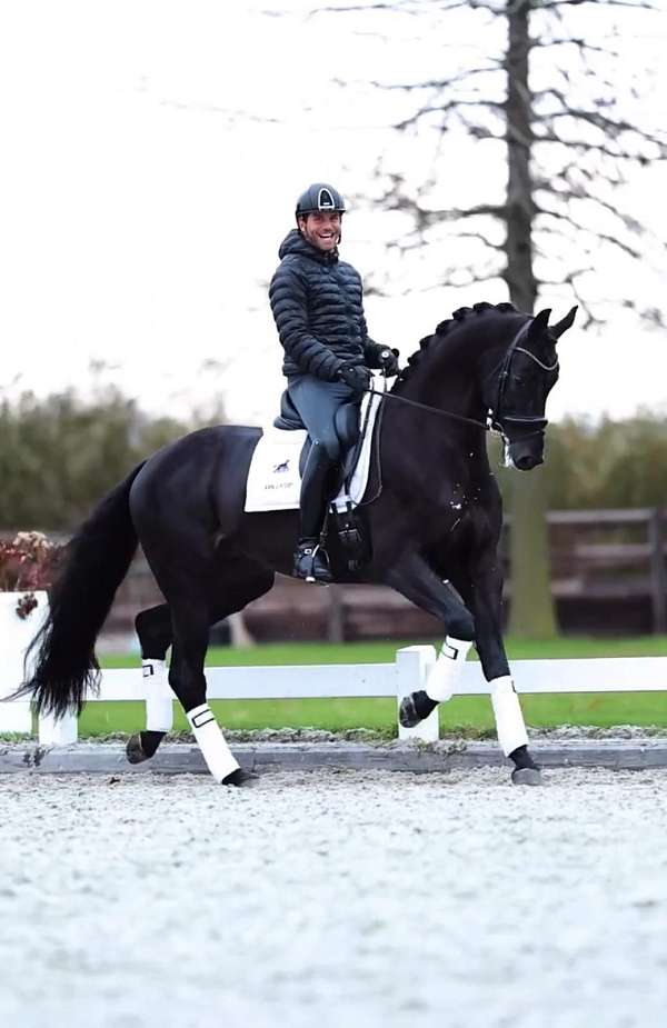 heart-of-gold-warmblood-horse