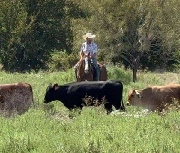 beginner-safe-quarter-horse