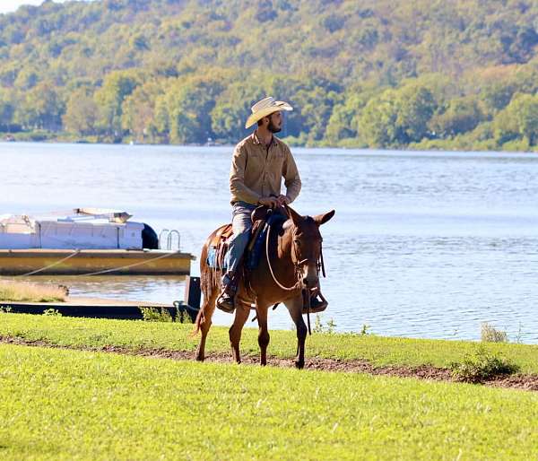 beginner-safe-quarter-horse