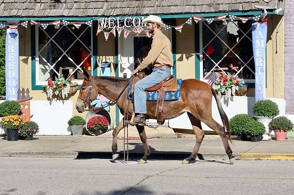 ranch-work-quarter-horse