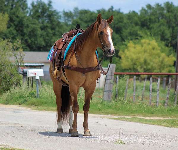 ranch-work-quarter-horse