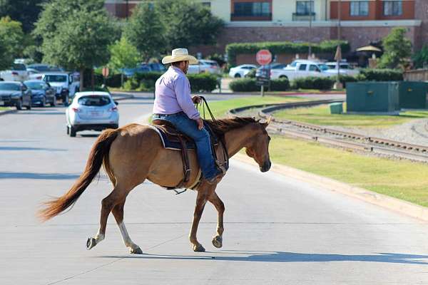 beginner-safe-quarter-horse