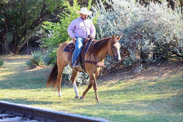 all-around-quarter-horse