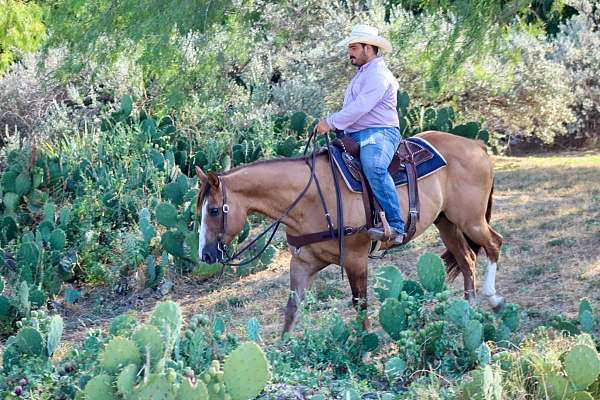 athletic-quarter-horse