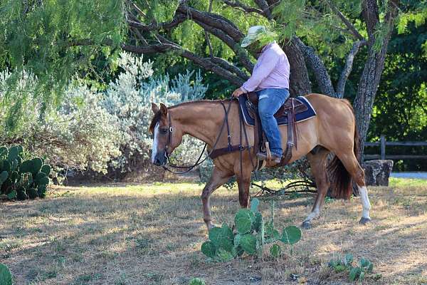 beginner-quarter-horse