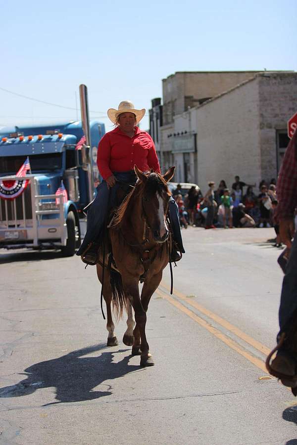 experienced-quarter-horse