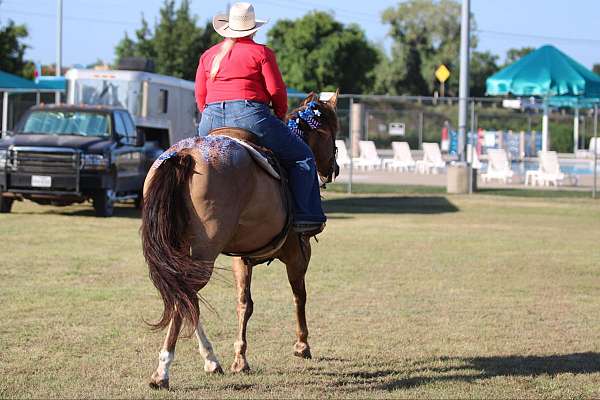 husband-safe-quarter-horse