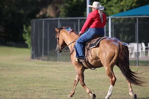 kid-safe-quarter-horse