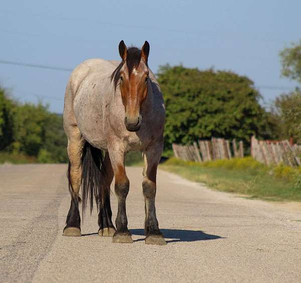 ranch-work-quarter-horse