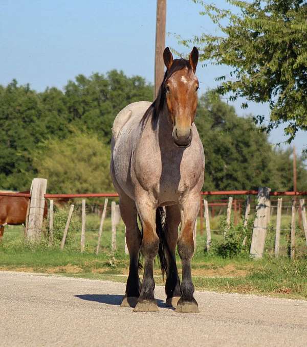 trail-quarter-horse